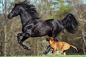 HOR 01 SS0277 01
Morgan Horse Stallion Galloping Next To Rhodesian Ridgeback In Field