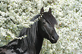 HOR 01 SS0278 01
Head Shot Of Morgan Horse Stallion By White Blossoms In Spring