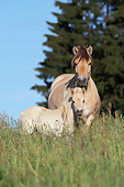 HOR 01 SS0279 01
Norwegian Fjord Mare Standing In Summer Meadow With Foal