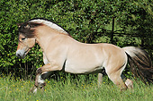 HOR 01 SS0280 01
Norwegian Fjord Stallion Galloping Through Spring Meadow