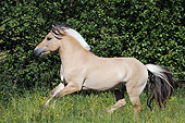 HOR 01 SS0281 01
Norwegian Fjord Stallion Galloping Through Spring Meadow