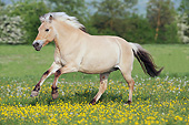 HOR 01 SS0282 01
Norwegian Fjord Mare Galloping Through Spring Meadow