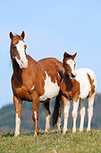 HOR 01 SS0284 01
Paint Horse Mare And Foal Standing In Field