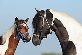 HOR 01 SS0285 01
Close-Up Of Paso Fino Adult And Foal Wearing Bridles