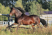 HOR 01 SS0286 01
Paso Fino Galloping In Pasture