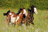 HOR 01 SS0288 01
Two Pinto Arabian Horses Galloping Through Tall Grass