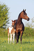HOR 01 SS0289 01
Pinto Arabian Mare And Foal Standing In Spring Meadow