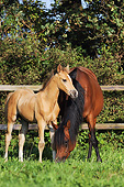 HOR 01 SS0301 01
Arabian Mare And Foal Grazing In Pasture