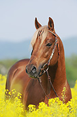 HOR 01 SS0303 01
Portrait Of Quarter Horse Standing In Yellow Wildflowers