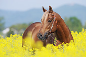 HOR 01 SS0304 01
Portrait Of Quarter Horse Standing In Yellow Wildflowers