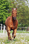 HOR 01 SS0305 01
Quarter Horse Stallion Galloping Through Spring Pasture