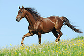 HOR 01 SS0307 01
American Saddlebred Stallion Galloping In Spring Meadow