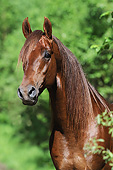 HOR 01 SS0308 01
Head Shot Of American Saddlebred Stallion
