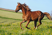 HOR 01 SS0309 01
American Saddlebred Stallion Galloping Through Field Of Dandelions