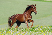 HOR 01 SS0310 01
American Saddlebred Stallion Galloping Through Field Of Dandelions