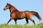 HOR 01 SS0311 01
American Saddlebred Mare Trotting Through Spring Meadow