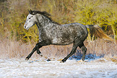 HOR 01 SS0312 01
Connemara Pony Mare Galloping In Snow