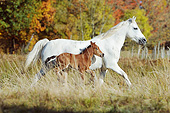 HOR 01 SS0313 01
Connemara Pony Mare Galloping With Foal In Autumn Meadow