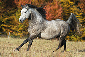 HOR 01 SS0314 01
Connemara Pony Stallion Galloping Through Autumn Field