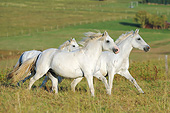 HOR 01 SS0315 01
Three Connemara Pony Mares Galloping Through Pasture