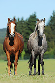 HOR 01 SS0316 01
Two Connemara Pony Fillies Standing In Pasture