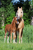 HOR 01 SS0317 01
Curly Horse Mare Standing On Grass With Foal