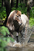 HOR 01 SS0318 01
Portrait Of Icelandic Mare Splashing In Water