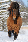 HOR 01 SS0319 01
Portrait Of Icelandic Gelding Trotting Through Snow