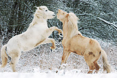 HOR 01 SS0320 01
Two Icelandic Colts Playing In Snow