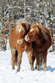 HOR 01 SS0321 01
Two Icelandic Colts Nuzzling In Snow