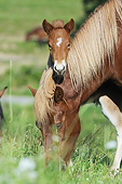 HOR 01 SS0322 01
Portrait Of Icelandic Mare Grazing By Foal