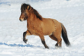 HOR 01 SS0323 01
Icelandic Gelding Trotting Through Snow