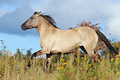 HOR 01 SS0324 01
Konik Mare Galloping Through Meadow