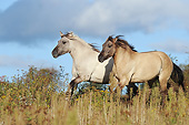 HOR 01 SS0325 01
Two Konik Mares Galloping Through Meadow Under Storm Clouds