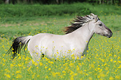 HOR 01 SS0326 01
Konik Mare Galloping Through Spring Meadow