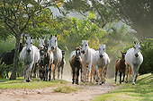 HOR 01 SS0327 01
Group Of Mangalarga Marchadores Galloping On Path Brazil