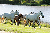 HOR 01 SS0328 01
Group Of Mangalarga Marchadores Trotting Along Water Brazil