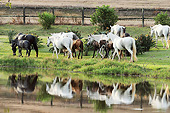 HOR 01 SS0329 01
Group Of Mangalarga Marchadores Walking Along Water Brazil