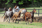 HOR 01 SS0330 01
Group Of Mangalarga Marchador Fillies Galloping In Pasture Brazil