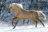 HOR 01 SS0332 01
Mangalarga Marchador Colt Galloping Through Snow