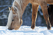 HOR 01 SS0333 01
Close-Up Of Mangalarga Marchador Colt Grazing In Snow