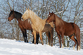 HOR 01 SS0334 01
Three Mangalarga Marchador Colts Standing In Snow