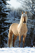 HOR 01 SS0335 01
Mangalarga Marchador Colt Standing In Snow