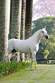 HOR 01 SS0336 01
Mangalarga Marchador Stallion Standing By Trees Brazil