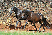 HOR 01 SS0337 01
Mangalarga Marchador Mares Walking By Stone Wall Brazil