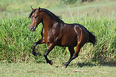 HOR 01 SS0338 01
Mangalarga Marchador Stallion Galloping Through Field Brazil