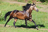 HOR 01 SS0339 01
Mangalarga Marchador Stallion Galloping Through Field Brazil