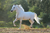 HOR 01 SS0340 01
Mangalarga Marchador Stallion Trotting On Sand Brazil