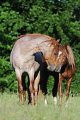 HOR 01 SS0341 01
Two Mangalarga Marchador Colts Nuzzling On Grass