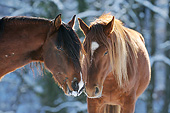 HOR 01 SS0342 01
Close-Up Of Two Mangalarga Marchador Colts Nuzzling In Winter